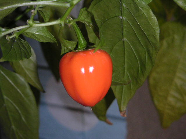 PICT2133.JPG